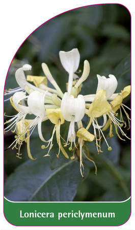 Lonicera periclymenum