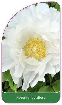 Paeonia lactiflora