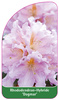 Rhododendron-Hybride 'Dagmar'