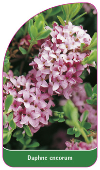 Daphne cneoreum