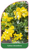 Cytisus decumbens