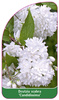 Deutzia scabra 'Candidissima'
