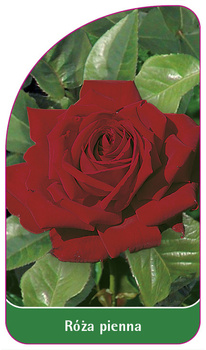 Róza pienna Nr. 16