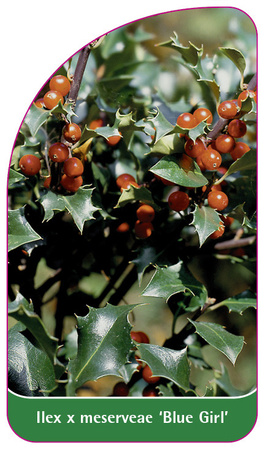 Ilex x meserveae 'Blue Girl'