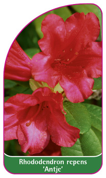 Rhododendron repens 'Antje'