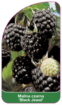 Zmeură neagră "Black Jewel