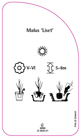 Malus 'Liset'