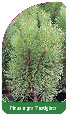 Pinus nigra 'Fastigiata'