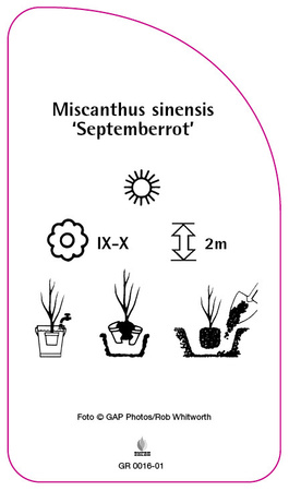 Miscanthus sinensis 'Septemberrot'
