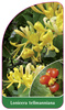 Lonicera tellmanniana