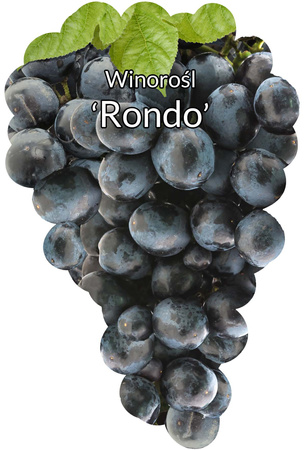 Winorośl Rondo