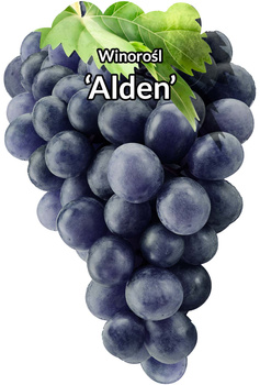 Réva vinná Alden