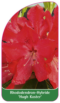 Rhododendron-Hybride 'Hugh Koster'