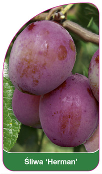 Śliwa 'Herman'