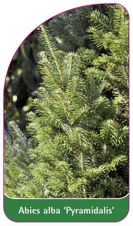 Abies alba 'Pyramidalis'