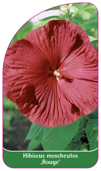 Hibiscus moscheutos ,Rouge'