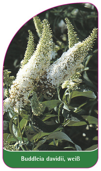 Buddleia davidii, weiß
