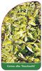 Cornus alba 'Gouchaultii'