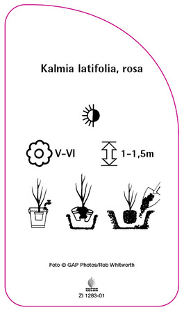 Kalmia latifolia, rosa
