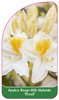 Azalea Knap-Hill-Hybride 'Persil'