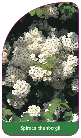 Spiraea thunbergii