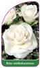 Róza wielkokwiatowa Nr. 228