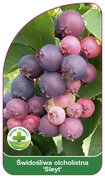 Swidosliwa olcholistna 'Sleyt'