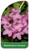 Rhododendron hirsutum