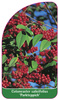Cotoneaster salicifolius 'Parkteppich'