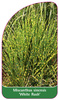 Miscanthus sinensis 'White Rush'