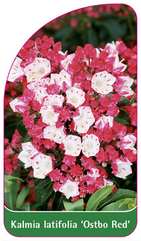 Kalmia latifolia 'Ostbo Red'