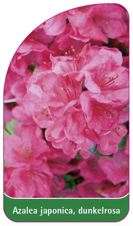 Azalea japonica, dunkelrosa