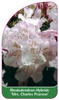 Rhododendron-Hybride 'Mrs. Charles Pearson'