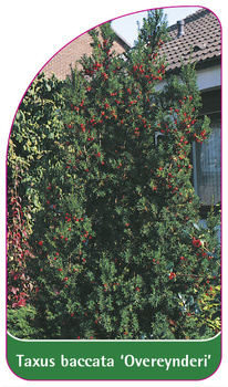 Taxus baccata 'Overeynderi'