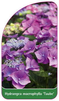 Hydrangea macrophylla 'Taube'