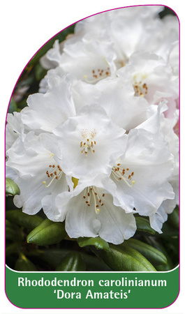 Rhododendron carolinianum 'Dora Ameteis'