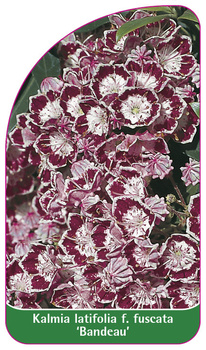 Kalmia latifolia f. fuscata 'Bandeau'