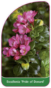 Escallonia 'Pride of Donard'