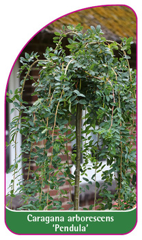 Caragana arborescens 'Pendula'