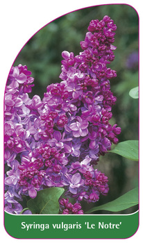 Syringa vulgaris 'Le Notre'