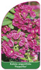 Kalmia angustifolia 'Purpurflor'
