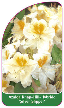 Azalea Knap-Hill-Hybride 'Silver Slipper''