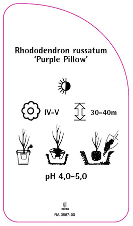 Rhododendron russatum 'Purple Pillow'
