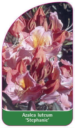 Azalea luteum 'Staphanie'