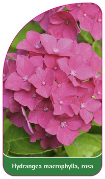 Hydrangea macrophylla, rosa