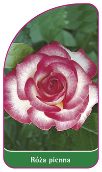 Róza pienna Nr. 6