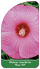 Hibiscus moschetos 'Rose Vif'