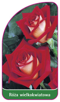 Trandafir cu flori mari Nr. 229