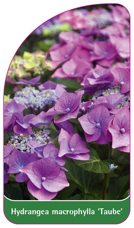 Hydrangea macrophylla 'Taube'