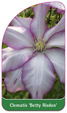 Clematis 'Betty Risdon'